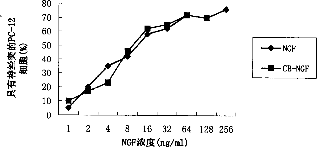 Coupling object between CB and biological active peptide or immunoglobhulin or immunological activity original as well as medication usage