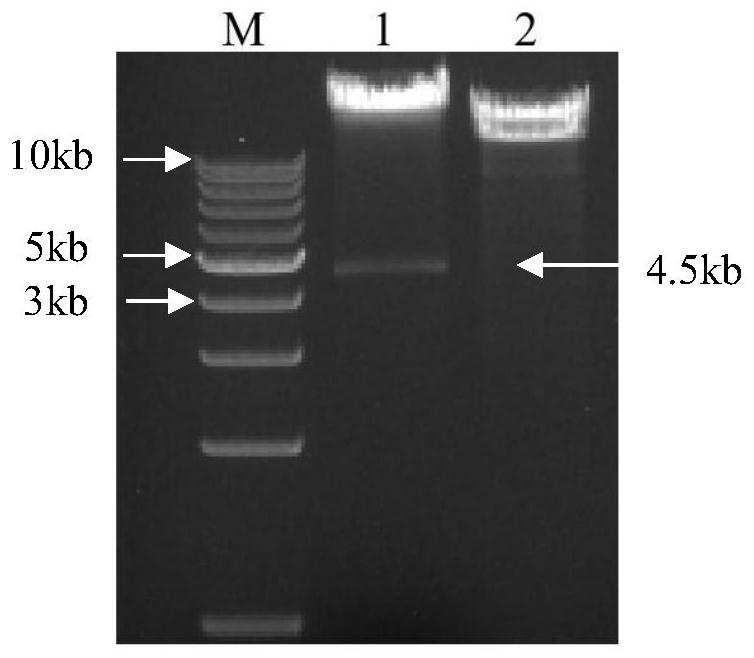 D117L, F317L and EP364R co-expression recombinant adenovirus vector, recombinant adenovirus and construction and application