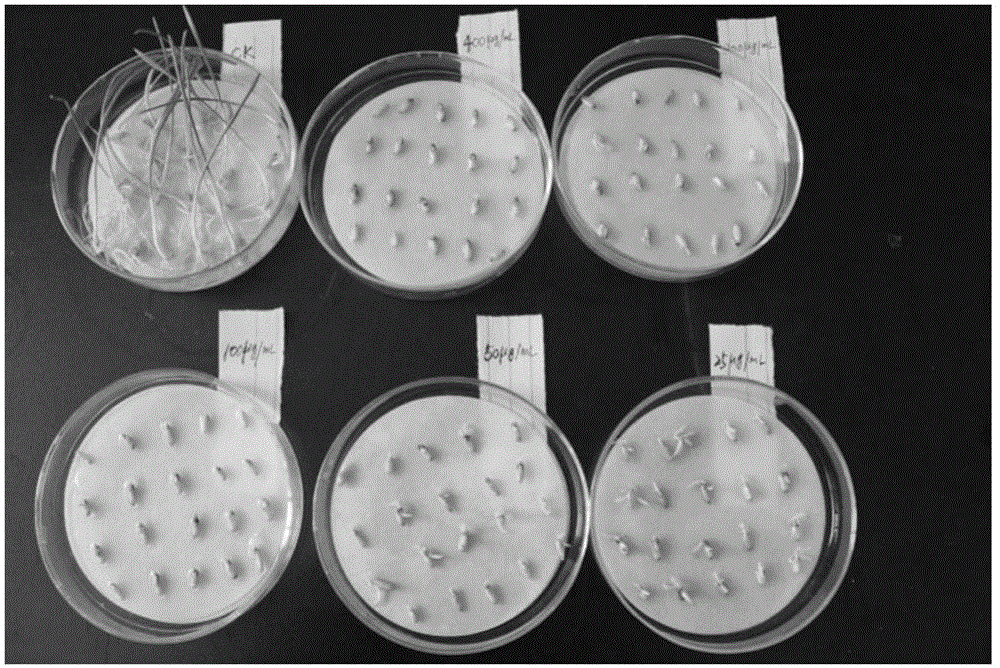 Compound for inhibiting germination and growth of weed seeds