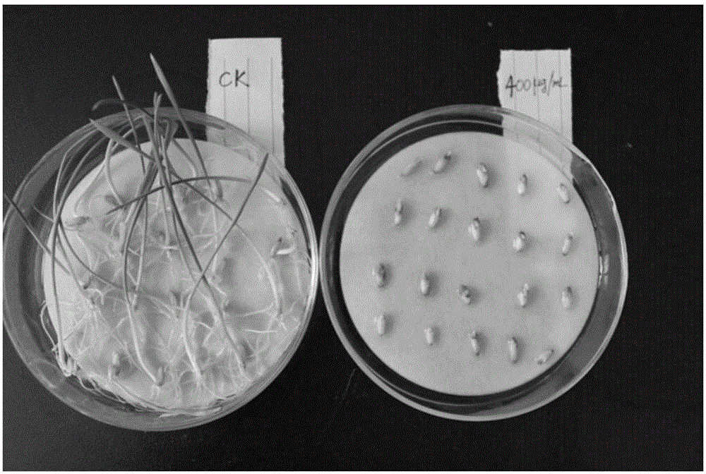 Compound for inhibiting germination and growth of weed seeds