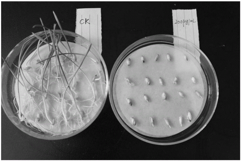 Compound for inhibiting germination and growth of weed seeds