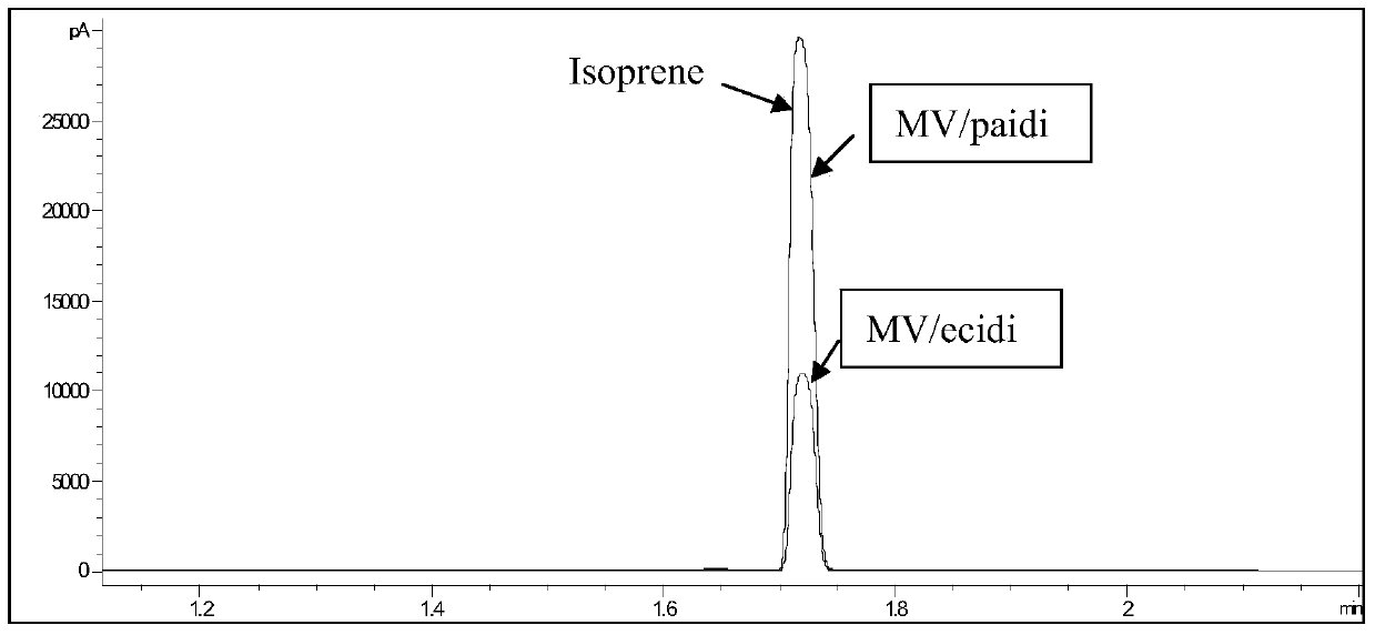 Isopentenyl pyrophosphate isomerase gene and its application