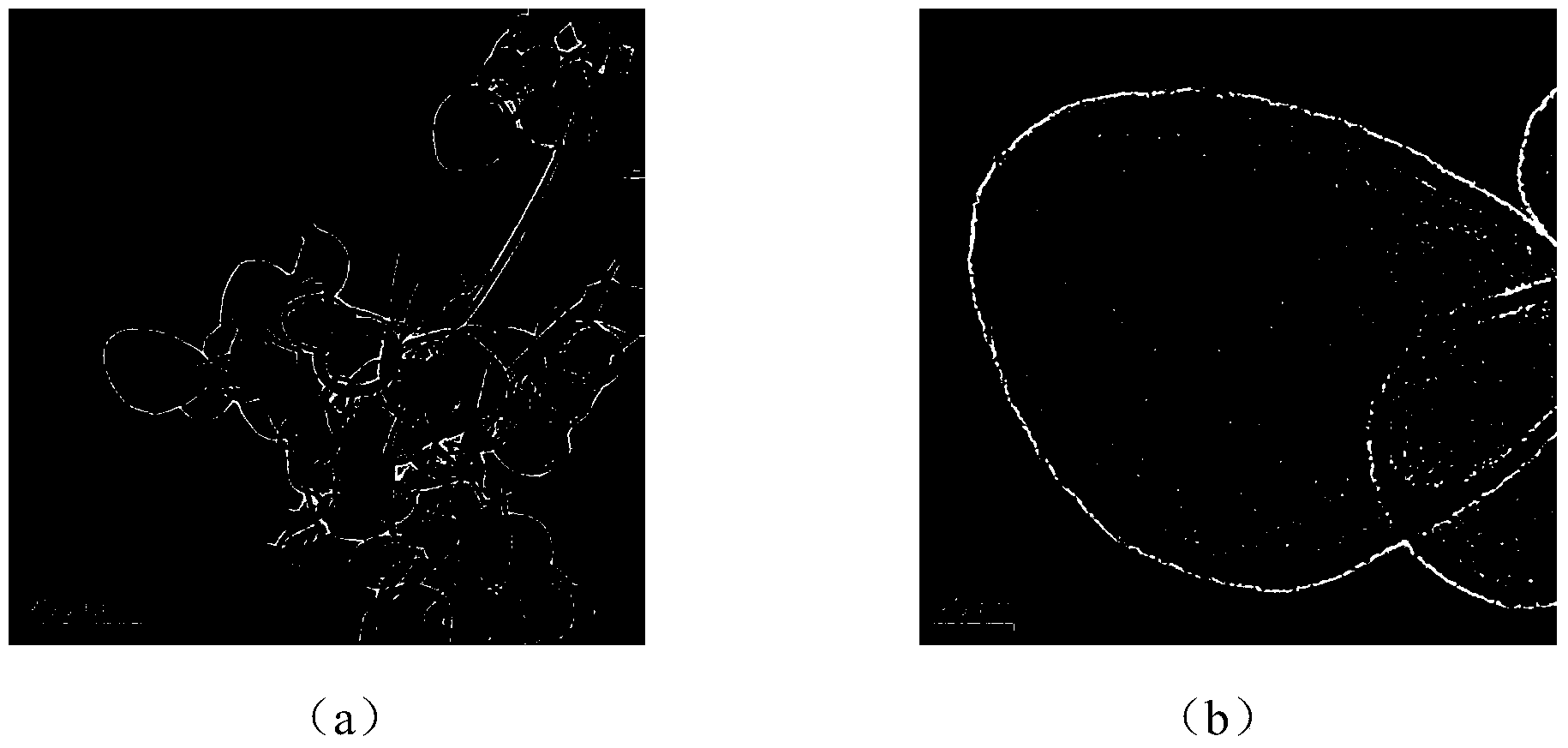 Method for preparing micro/nanoscale carbon capsules