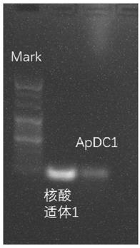 Method for synthesizing nucleic acid drug conjugate