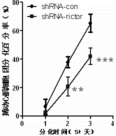 Pharmaceutical use of rictor/mTORC2 in heart development and disease therapy