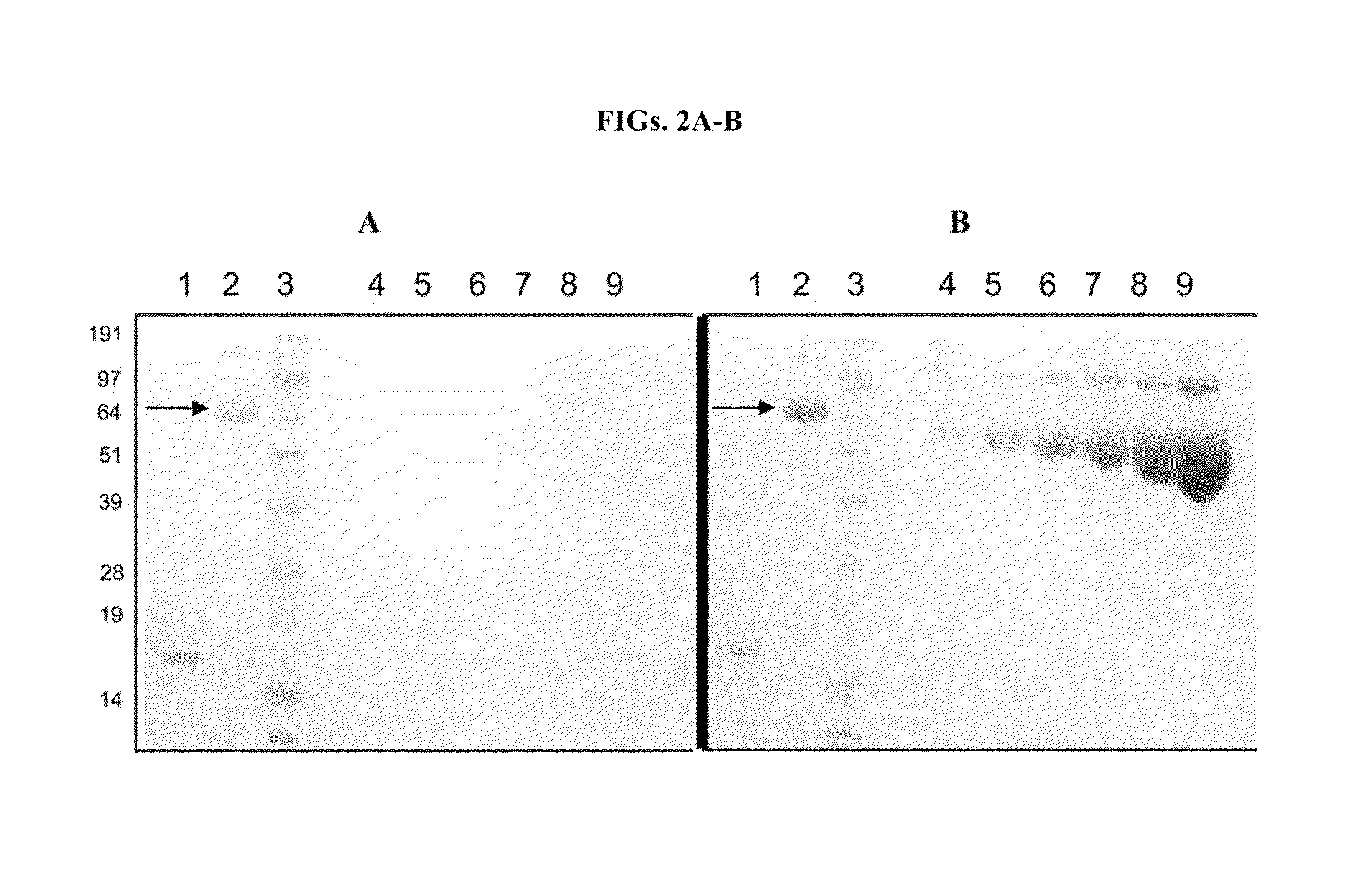 Methods for covalently attaching a polymer to a methionine residue in proteins and peptides