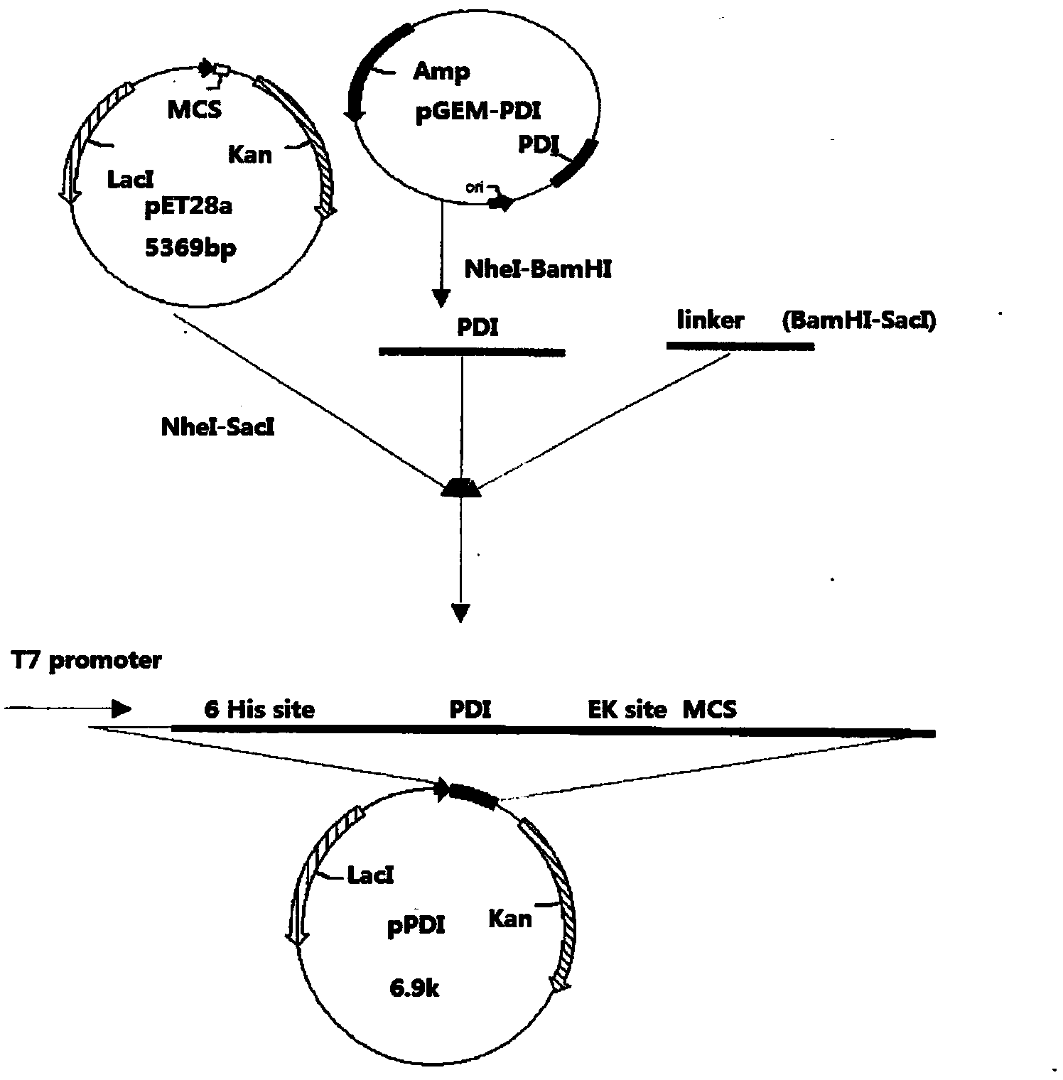 Pronuclei fusion expression vector and application thereof