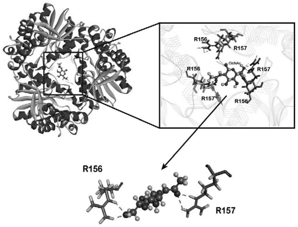 Bacillus subtilis for efficient secretory expression of diacetylchitobiose deacetylase and application thereof