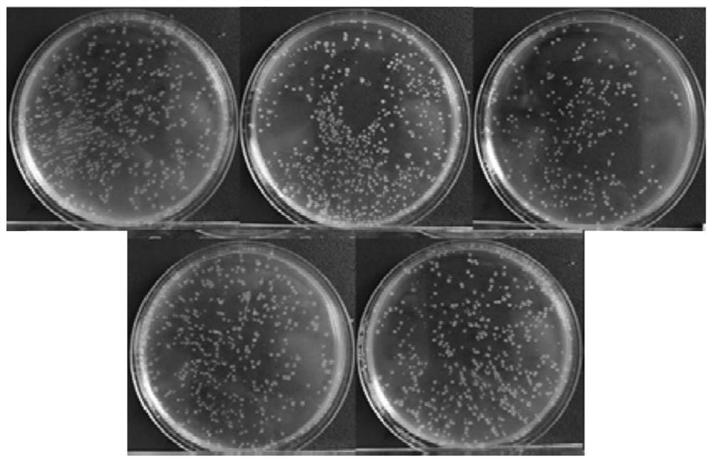 Bacillus subtilis for efficient secretory expression of diacetylchitobiose deacetylase and application thereof