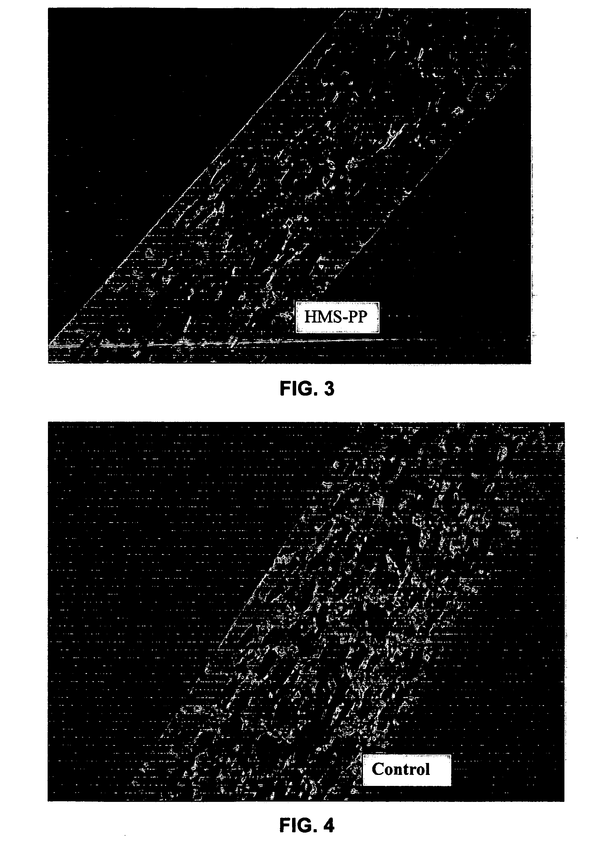 Foamed polypropylene with improved cell structure