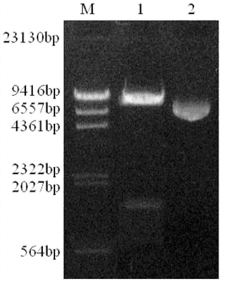 Myzuspersicae hunchback gene cDNA and application thereof