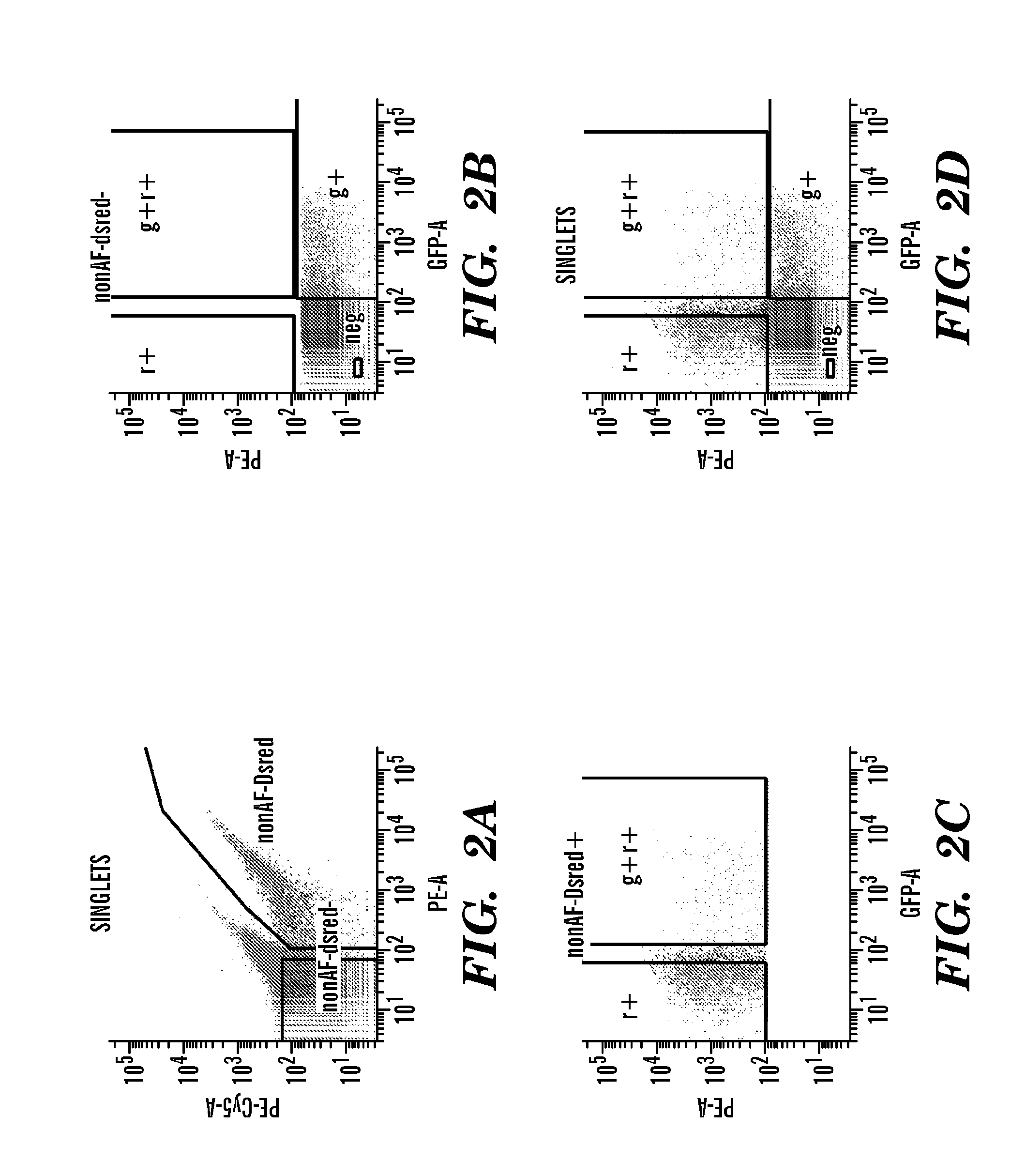 Tissue engineered myocardium and methods of production and uses thereof