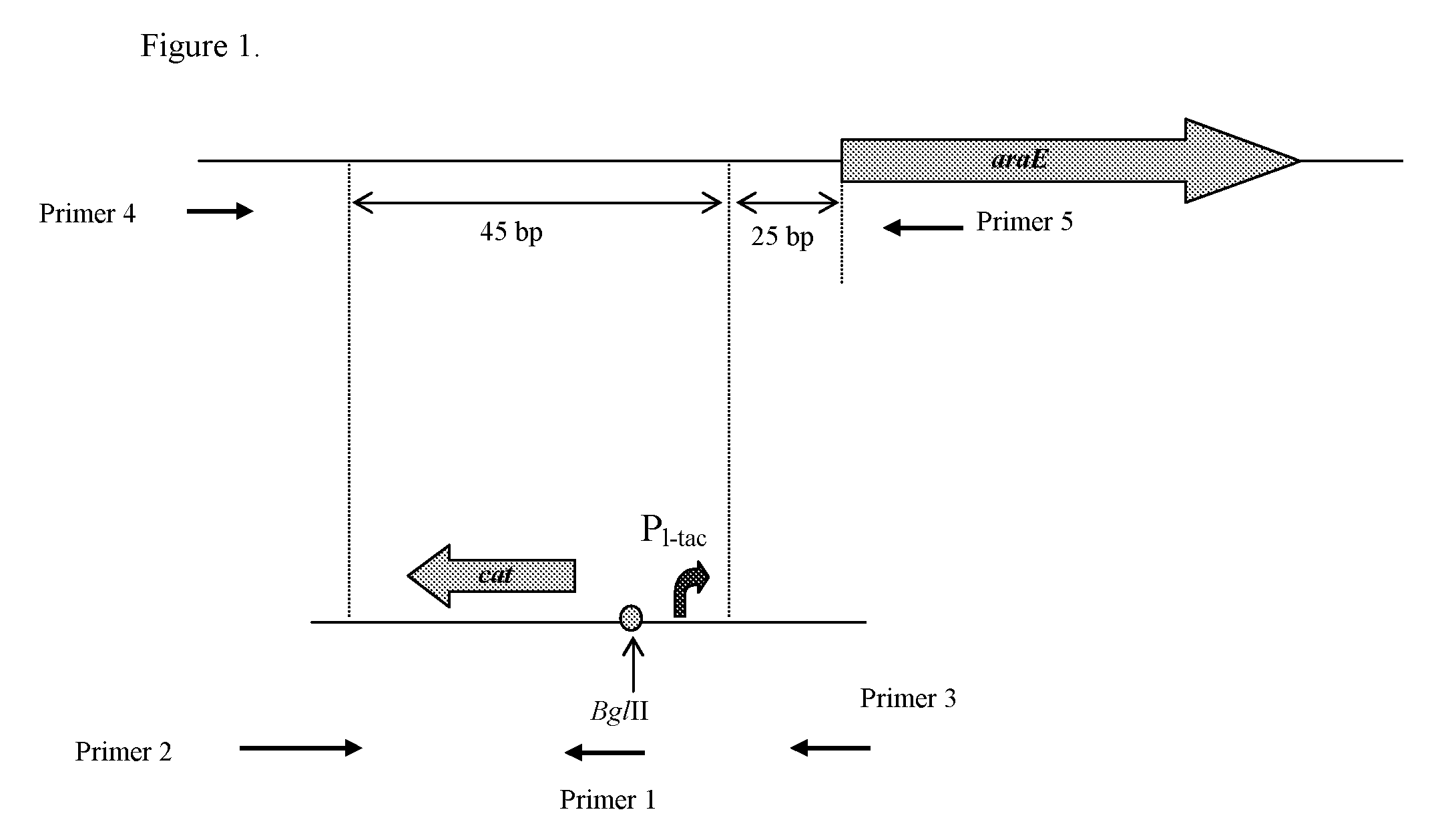 Method for Producing L-Amino Acids Using Bacteria of the Enterobacteriaceae Family
