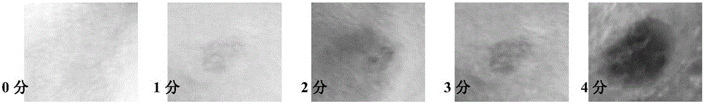 Pig virus vaccine needle-free injection system and application