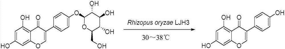 Rhizopus oryzae LJH3 and applications of Rhizopus oryzae LJH3 in preparation of genistein through biotransformation of sophoricoside