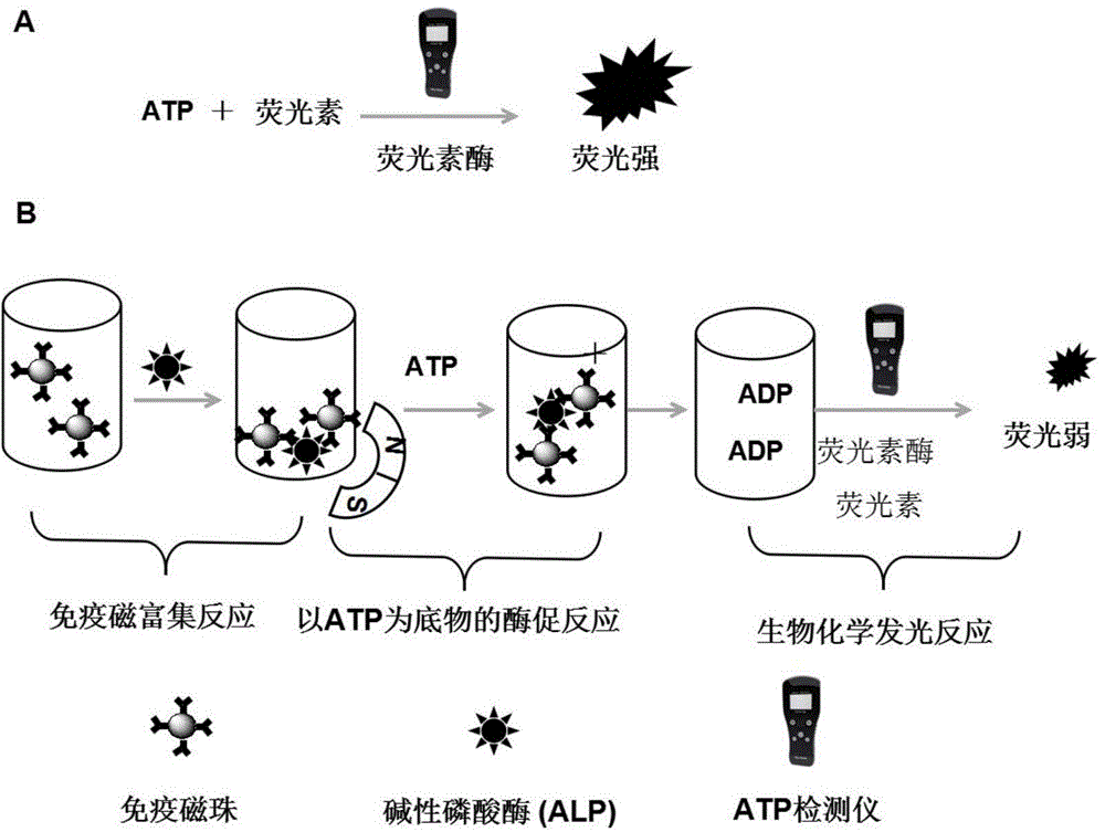 Method for detecting alkaline phosphatase in body fluid
