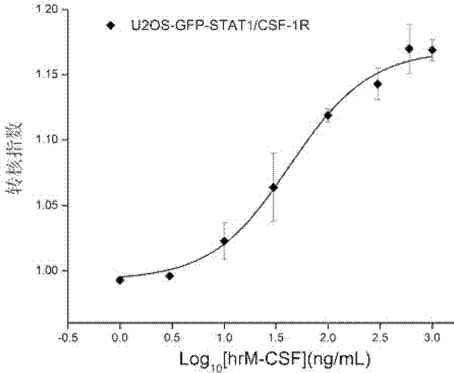 Cell model and method for screening c-Fms kinase inhibitor