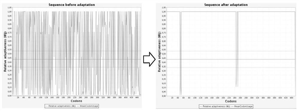 Application of engineering enterococcus faecalis in drugs for treating phenylketonuria