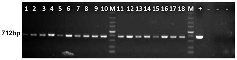 Application of engineering enterococcus faecalis in drugs for treating phenylketonuria