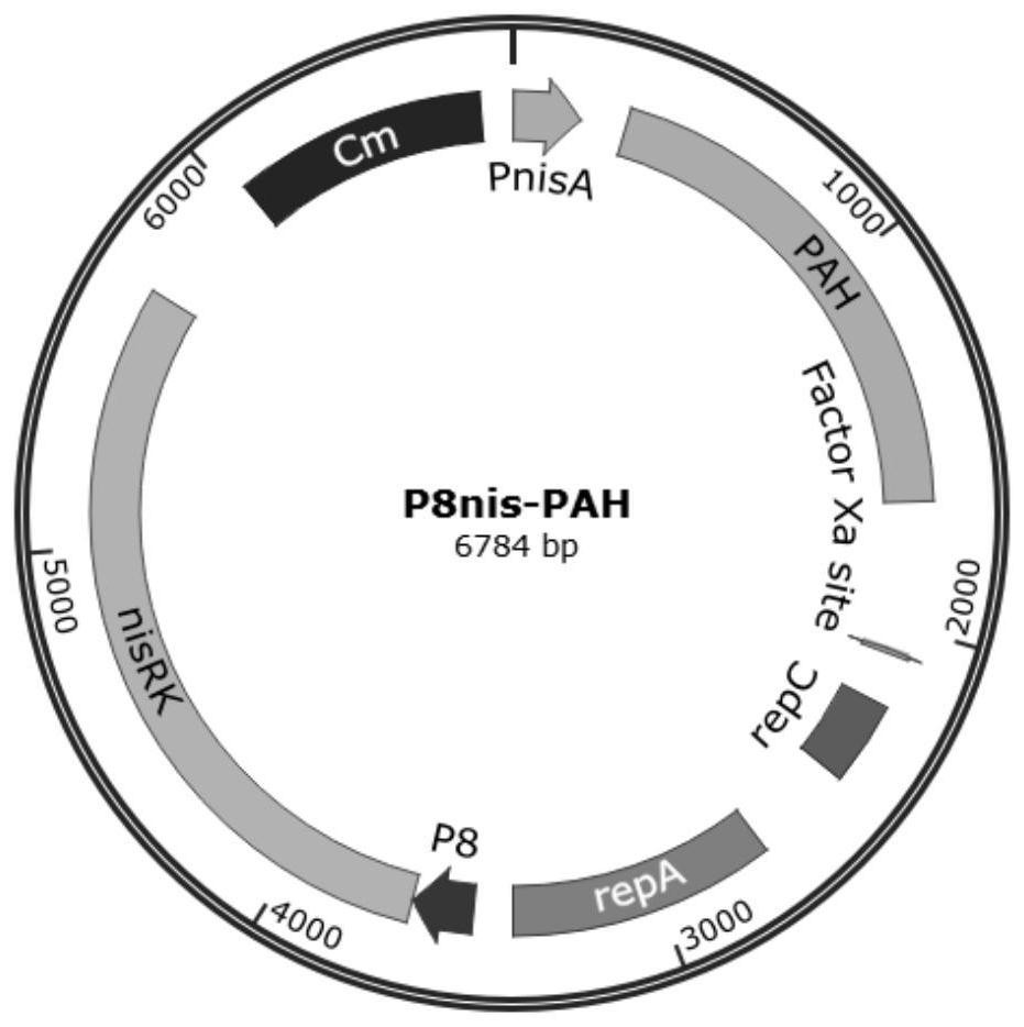 Application of engineering enterococcus faecalis in drugs for treating phenylketonuria