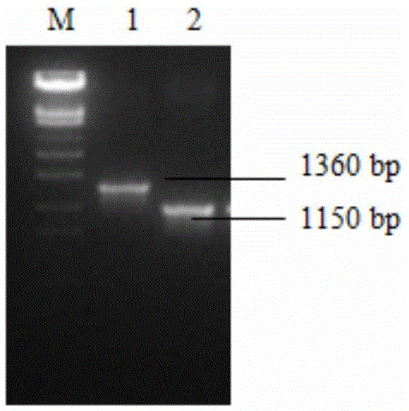 Pullorum disease salmonella spiC-rfaI double-gene knockout attenuated strain and DIVA vaccine application thereof