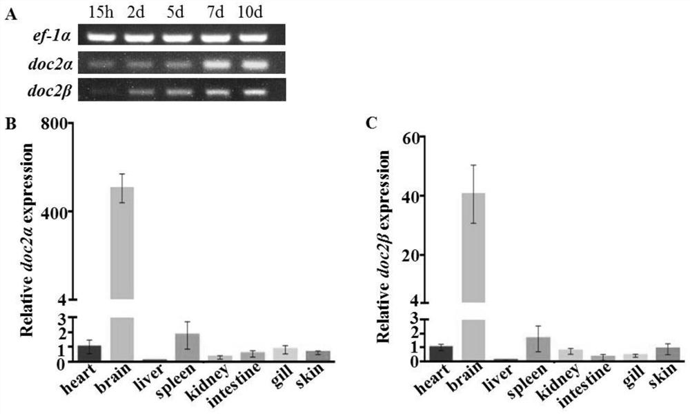 Preparation of doc2α and doc2β gene-deficient zebrafish mutants and construction method of zebrafish autism model
