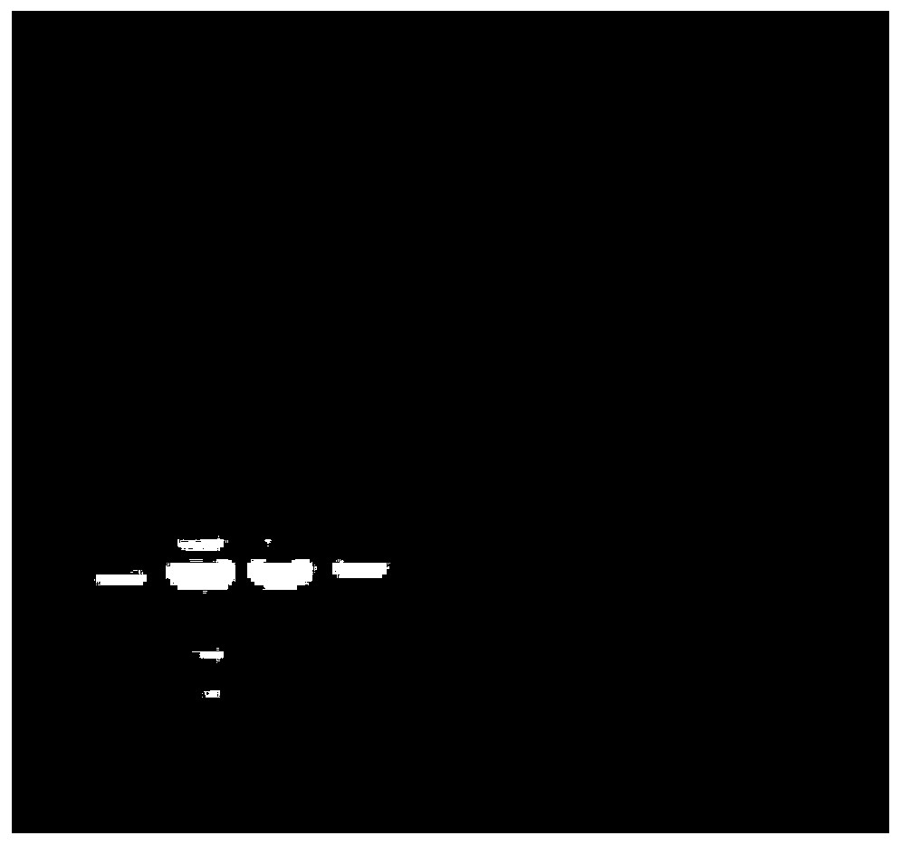 A quadruple PCR assay for the identification of canine parvovirus, canine distemper virus, canine parainfluenza virus, and canine adenovirus type 2