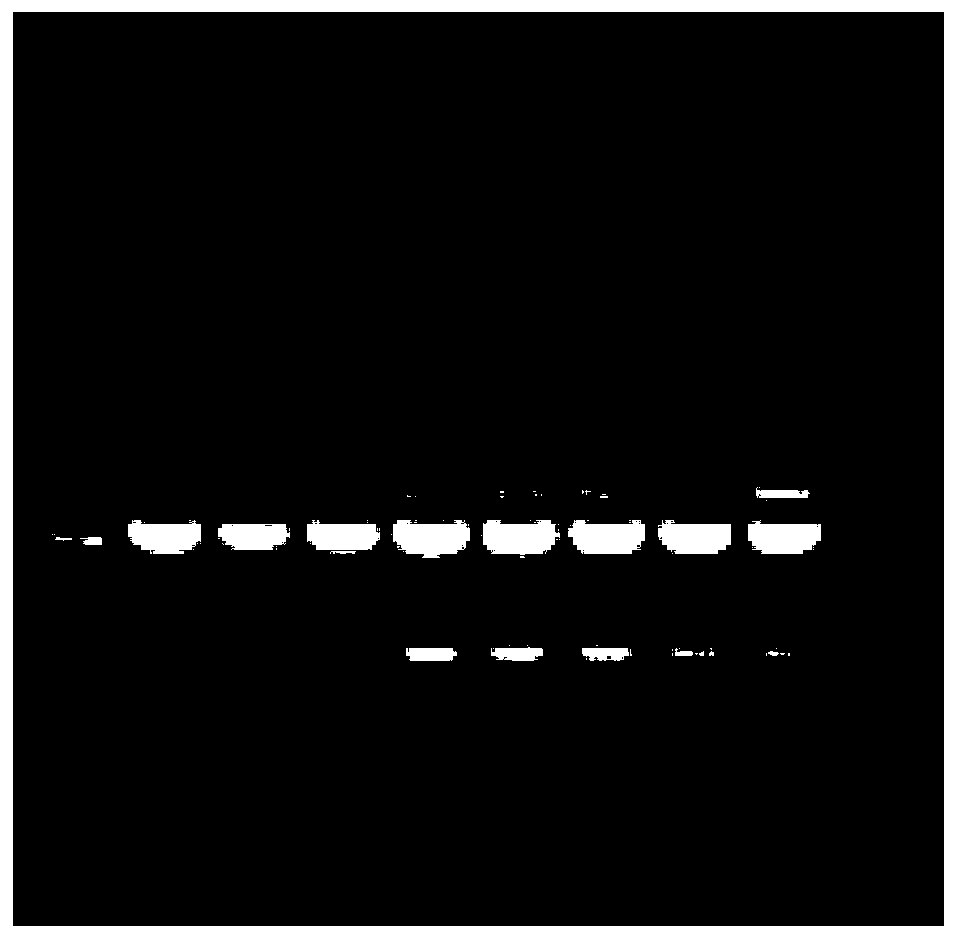 A quadruple PCR assay for the identification of canine parvovirus, canine distemper virus, canine parainfluenza virus, and canine adenovirus type 2