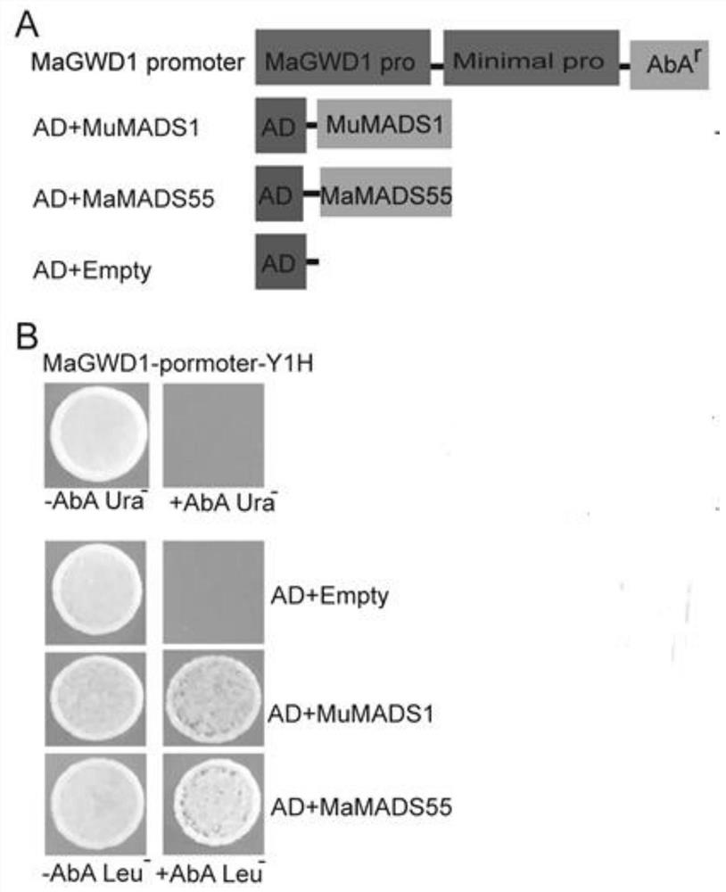 Application of interaction of banana MuMADS1 and MaMADS55 in regulation and control of MaGWD1 gene expression