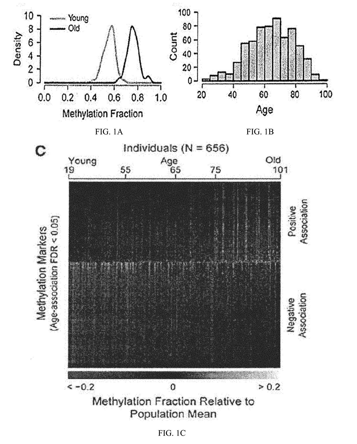 Methods for predicting age and identifying agents that induce or inhibit premature aging