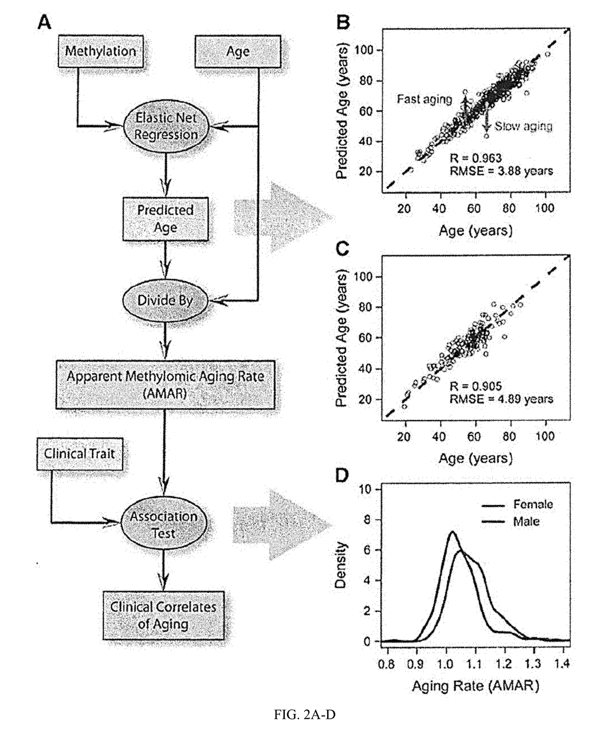 Methods for predicting age and identifying agents that induce or inhibit premature aging