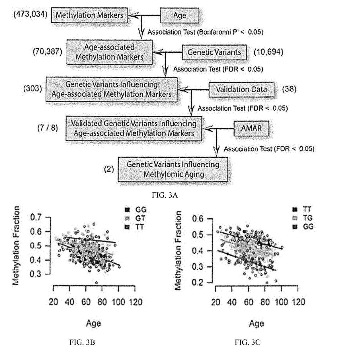 Methods for predicting age and identifying agents that induce or inhibit premature aging