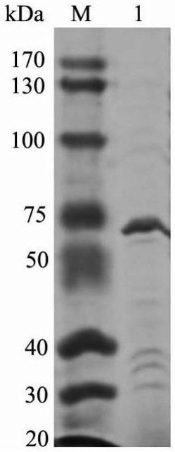 Novel beta-galactosidase and application thereof in degrading lactose in milk