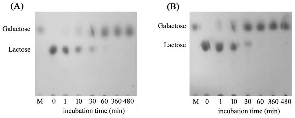 Novel beta-galactosidase and application thereof in degrading lactose in milk