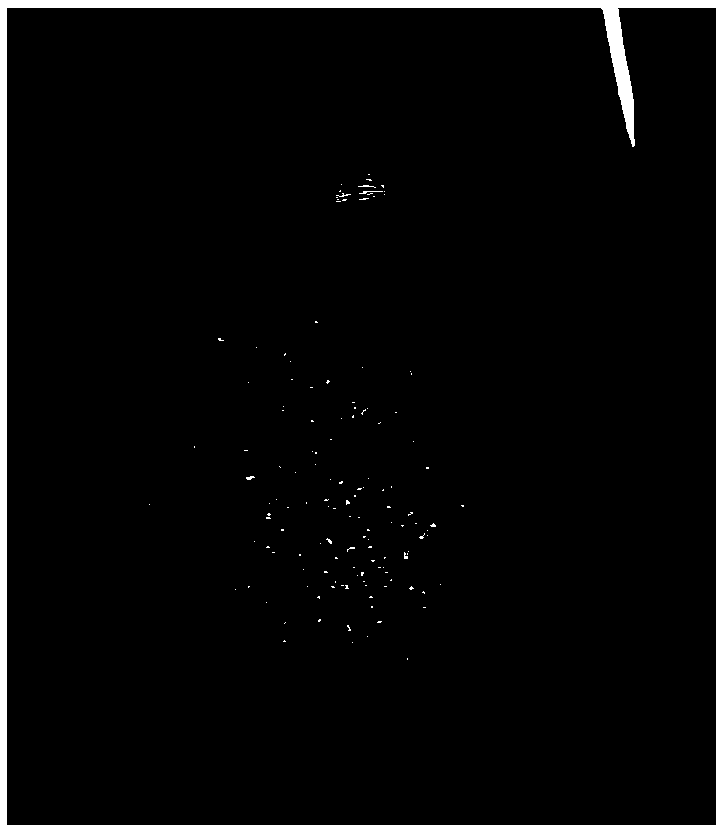 Method for establishing rice suspension cell line and preparation process thereof