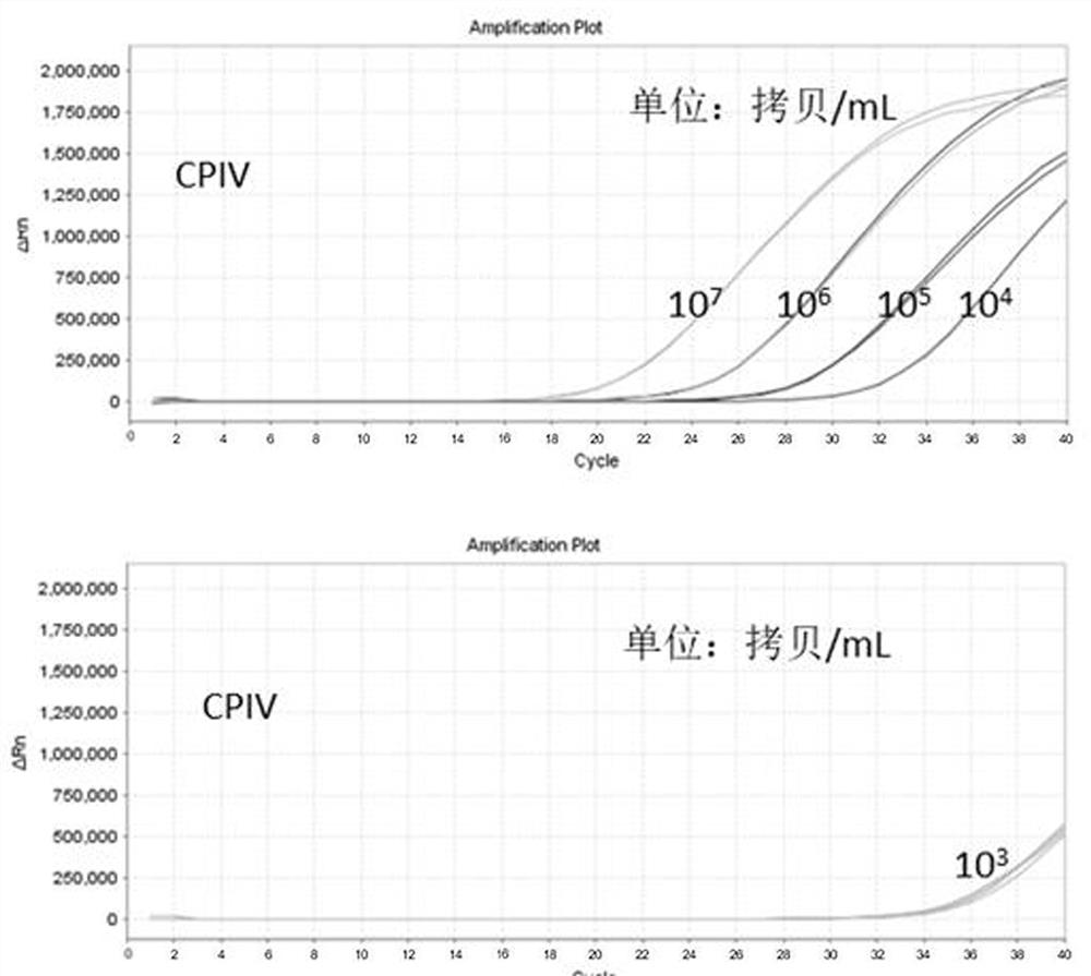 Primer-probe composition, kit and preparation method for detecting canine parainfluenza virus, canine adenovirus type Ⅱ and Mycoplasma canis