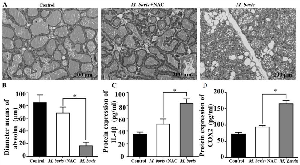 Construction method and application of mycoplasma bovis mouse mastitis model