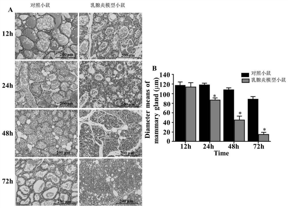 Construction method and application of mycoplasma bovis mouse mastitis model