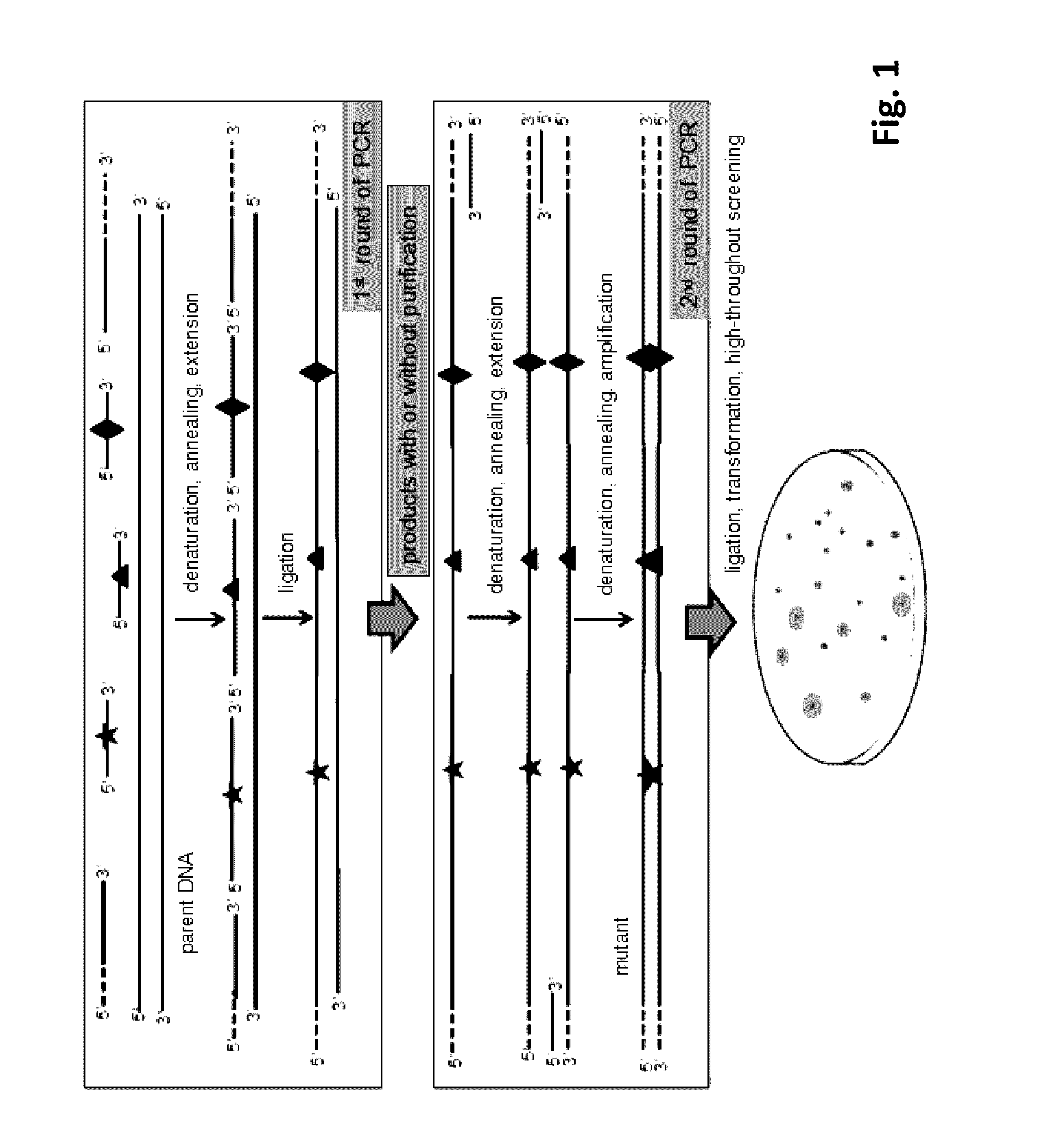 Method for Directed DNA Evolution using Combinatorial DNA Libraries