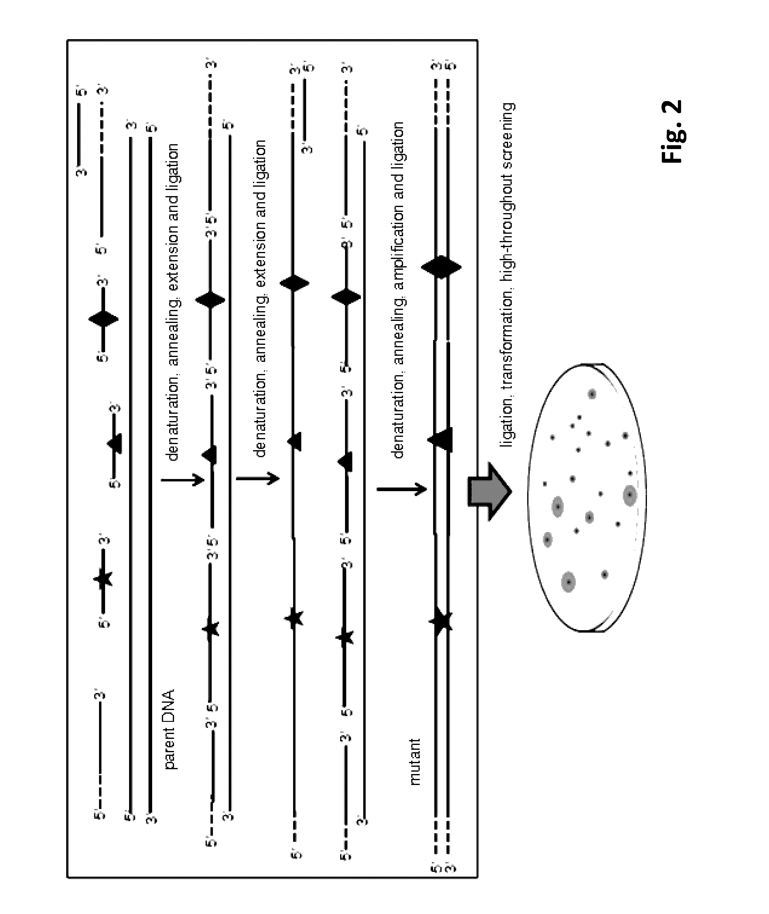 Method for Directed DNA Evolution using Combinatorial DNA Libraries