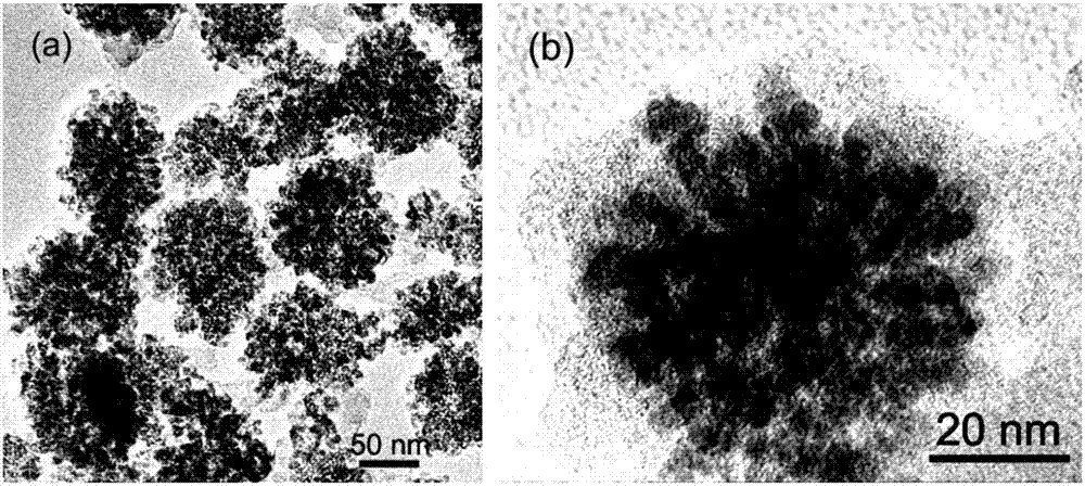 A kind of preparation method for the magnetic target drug that is used to inhibit the growth of Hela cell