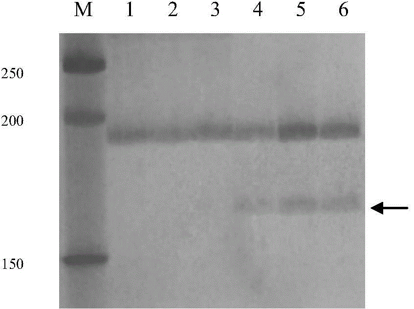 A Rapid Identification Method for Grape Phylloxera Resistance