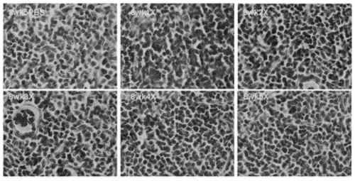 Preparation method and application of mesenchymal stem cells