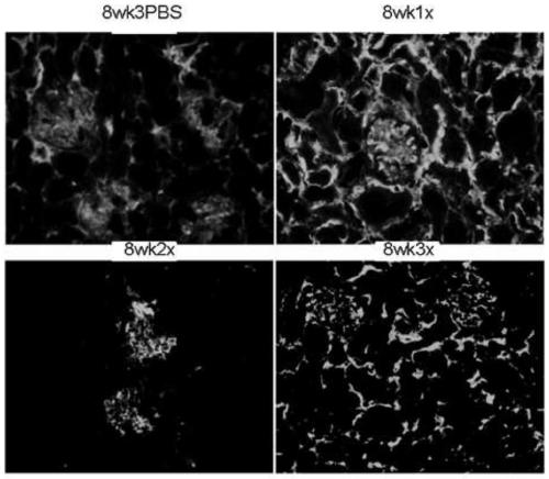 Preparation method and application of mesenchymal stem cells