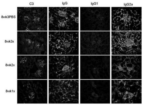 Preparation method and application of mesenchymal stem cells