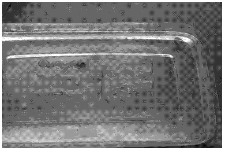 Method for culturing mesenchymal stem cell from umbilical cord and application thereof