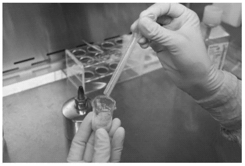 Method for culturing mesenchymal stem cell from umbilical cord and application thereof