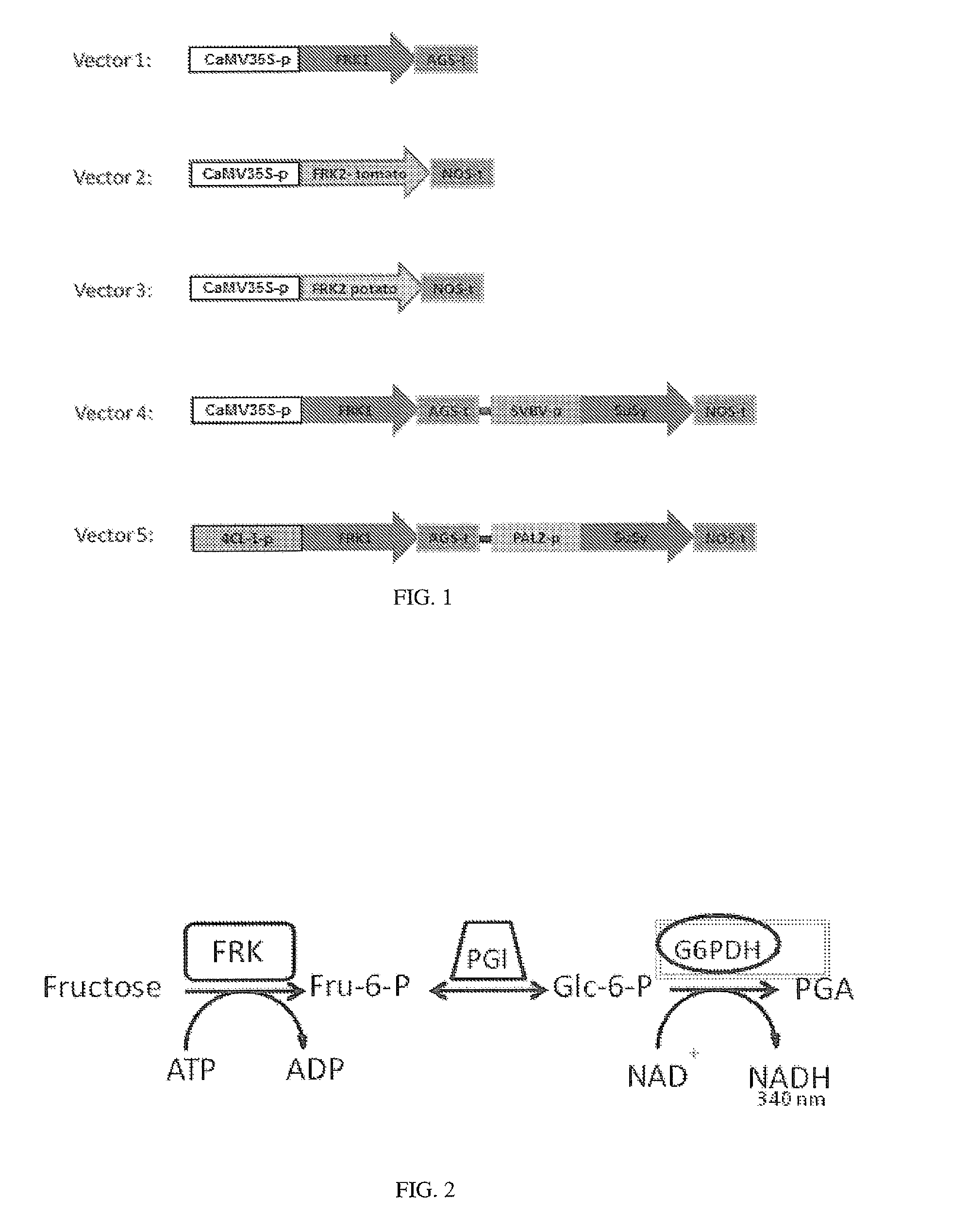 Use of fructokinases and sucrose synthases for increasing cell wall polymers