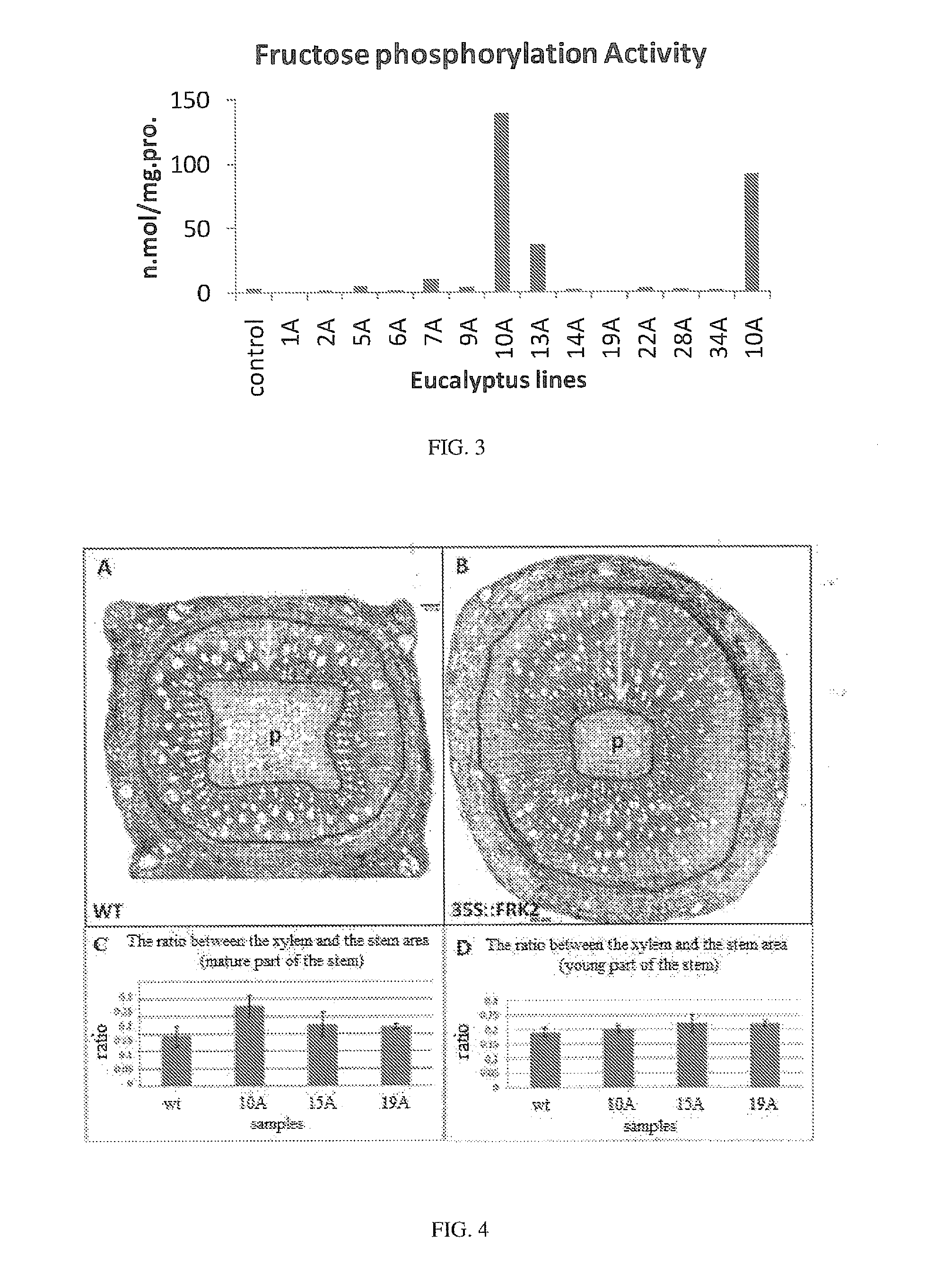 Use of fructokinases and sucrose synthases for increasing cell wall polymers