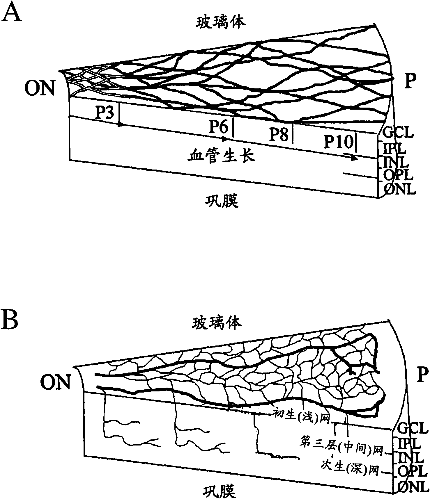 Isolated myeloid-like cell populations and methods of treatment therewith